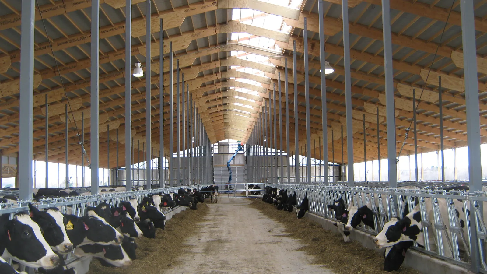 Interior of a post-frame free-stall dairy barn built by M.P.B. Builders